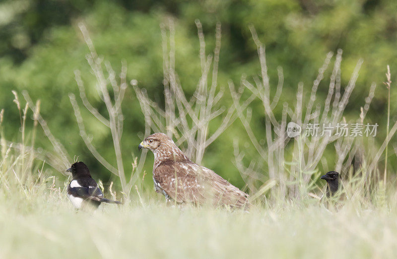 普通秃鹰(Buteo Buteo)由腐肉